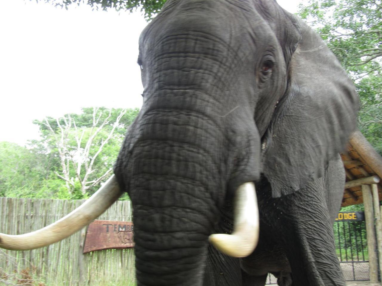 Tembe Elephant Park Lodge Sihangwane Buitenkant foto